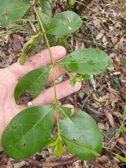 Cyclophyllum coprosmoides