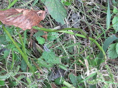 Heliotropium indicum