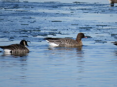 Anser brachyrhynchus