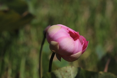 Nelumbo nucifera