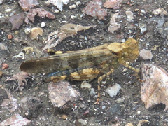 Trimerotropis cyaneipennis