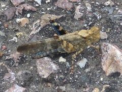 Trimerotropis cyaneipennis