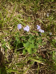 Ageratum