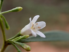 Myoporum platycarpum