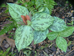 Trillium ludovicianum