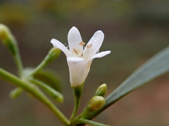 Myoporum platycarpum