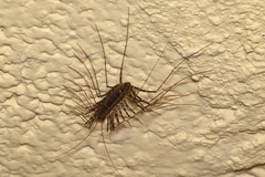 Scutigeromorpha