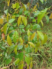 Glochidion ferdinandi