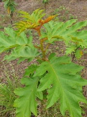 Solanum chrysotrichum