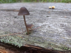 Mycena sanguinolenta