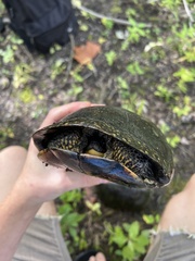 Emydoidea blandingii