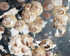 Amphibalanus improvisus