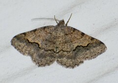 Frederickia s-signata