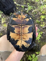 Emydoidea blandingii