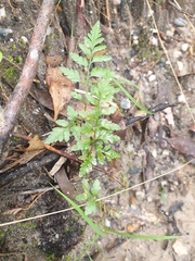 Davallia solida pyxidata