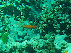 Pseudanthias squamipinnis