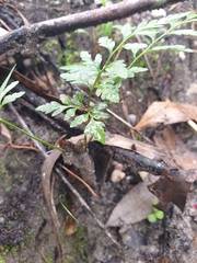 Davallia solida pyxidata