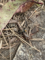 Polyrhachis ammon