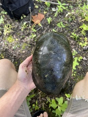 Emydoidea blandingii