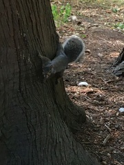 Sciurus carolinensis