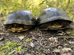 Emydoidea blandingii