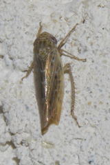 Thamnotettix dilutior