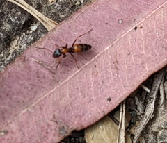 Opisthopsis picta