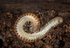 Cylindroiulus punctatus