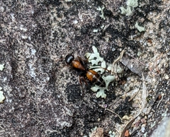 Opisthopsis picta