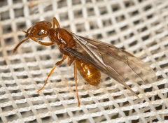 Lasius interjectus