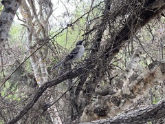 Mimus parvulus