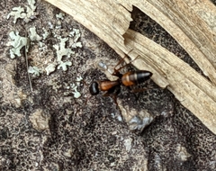 Opisthopsis picta