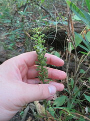 Platanthera flava flava