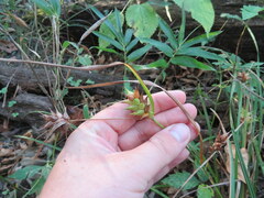 Carex louisianica