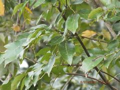 Fraxinus caroliniana