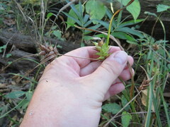 Carex louisianica