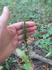 Platanthera flava flava
