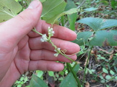 Cuscuta compacta