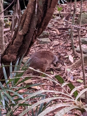 Thylogale stigmatica