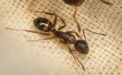 Camponotus subbarbatus