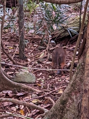 Thylogale stigmatica