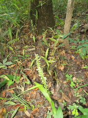 Platanthera flava flava