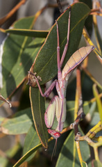 Trachymantis dentifrons