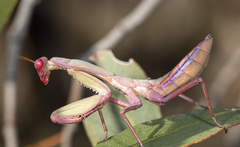 Trachymantis dentifrons