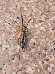Nephrotoma australasiae