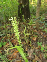 Platanthera flava flava