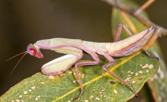 Trachymantis dentifrons