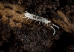 Symphyla