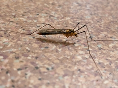Nephrotoma australasiae