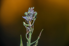 Aphidomorpha